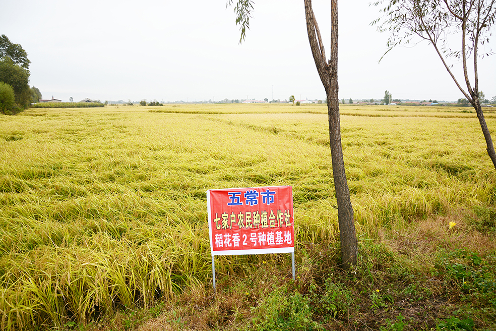 五常市七家户水稻种植专业合作社