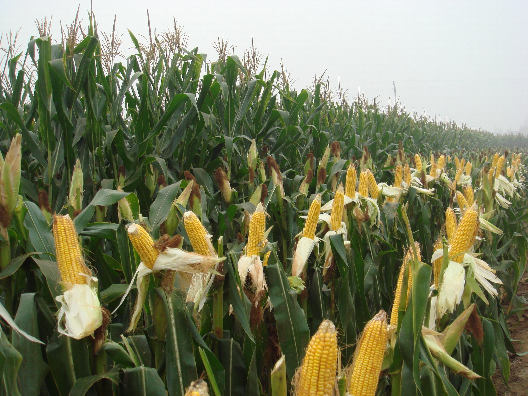 安达市硕源玉米种植专业合作社
