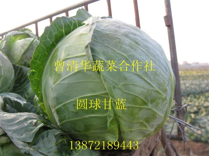 湖北优质甘蓝