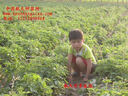 菏泽华海航天育种有限公司