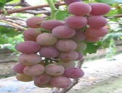 浙江省长兴水晶玉葡萄专业合作社