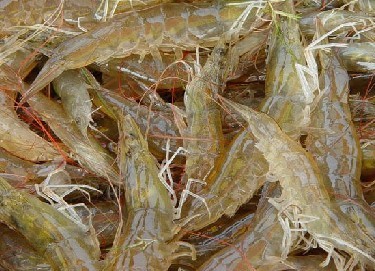 白对虾