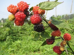 河南封丘县青堆树莓专业合作社