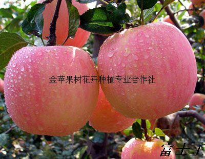 金苹果树花卉种植专业合作社