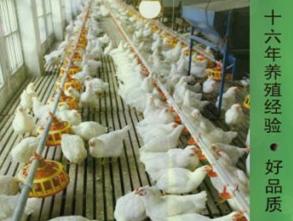 武汉市新洲区伟明蛋鸡养殖专业合作社