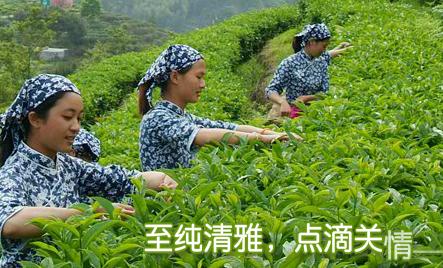 广东省大埔县西岩茶叶集团有限公司