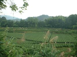 湖南古洞春茶业有限公司