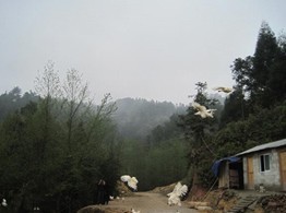 洪江嵩云禽业有限公司