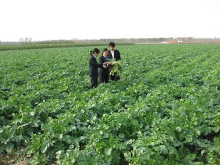 青岛胶河绿色蔬菜协会