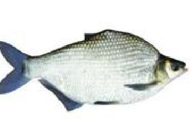 三角鲂