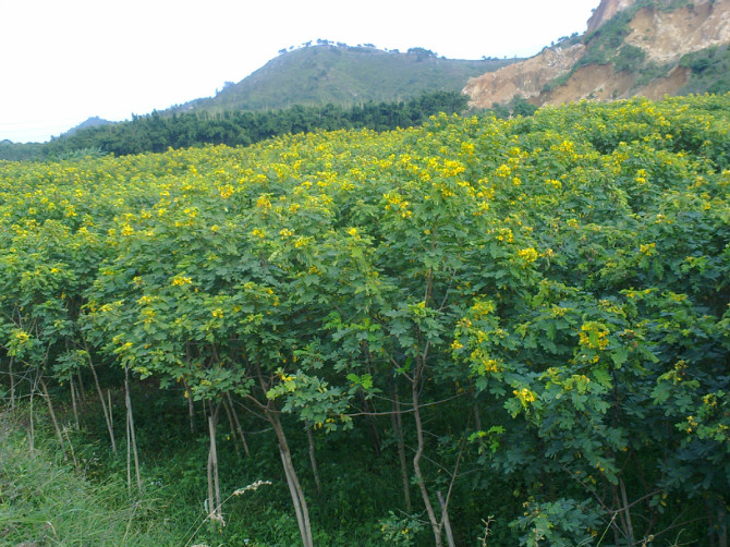 黄花槐
