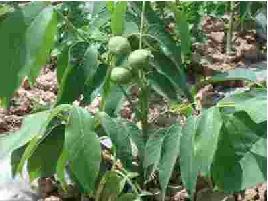 大理漾濞核桃有限责任公司