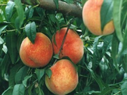 兴平市奏森桃树研究所