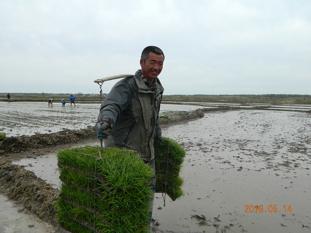孙友才五常稻花香大米