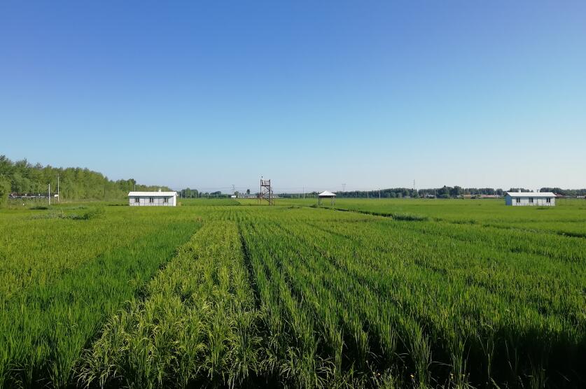 参谷有机富硒米1kg盒5盒箱