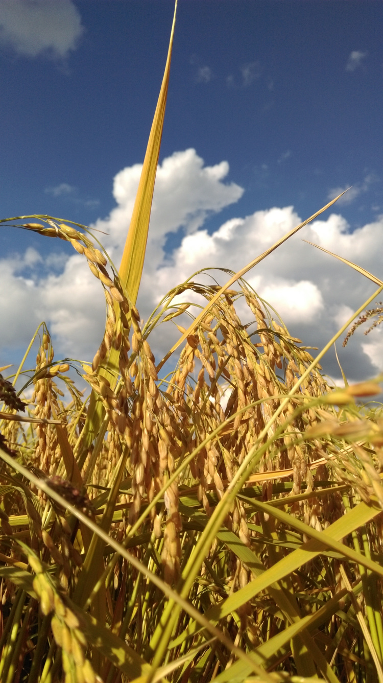 五常市道赋水稻大米